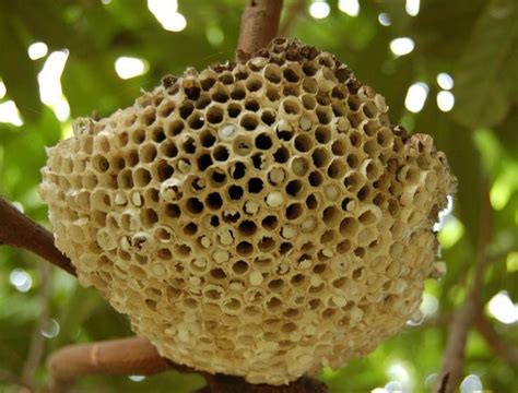 蜂窩是什麼做的|蜂巢（蜂类昆虫所建巢穴）